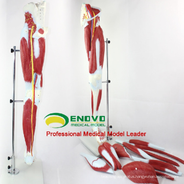 MUSCLE04(12026) Parts Muscles of Leg with Main Vessels and Nerves (Anatomical Model) 12026